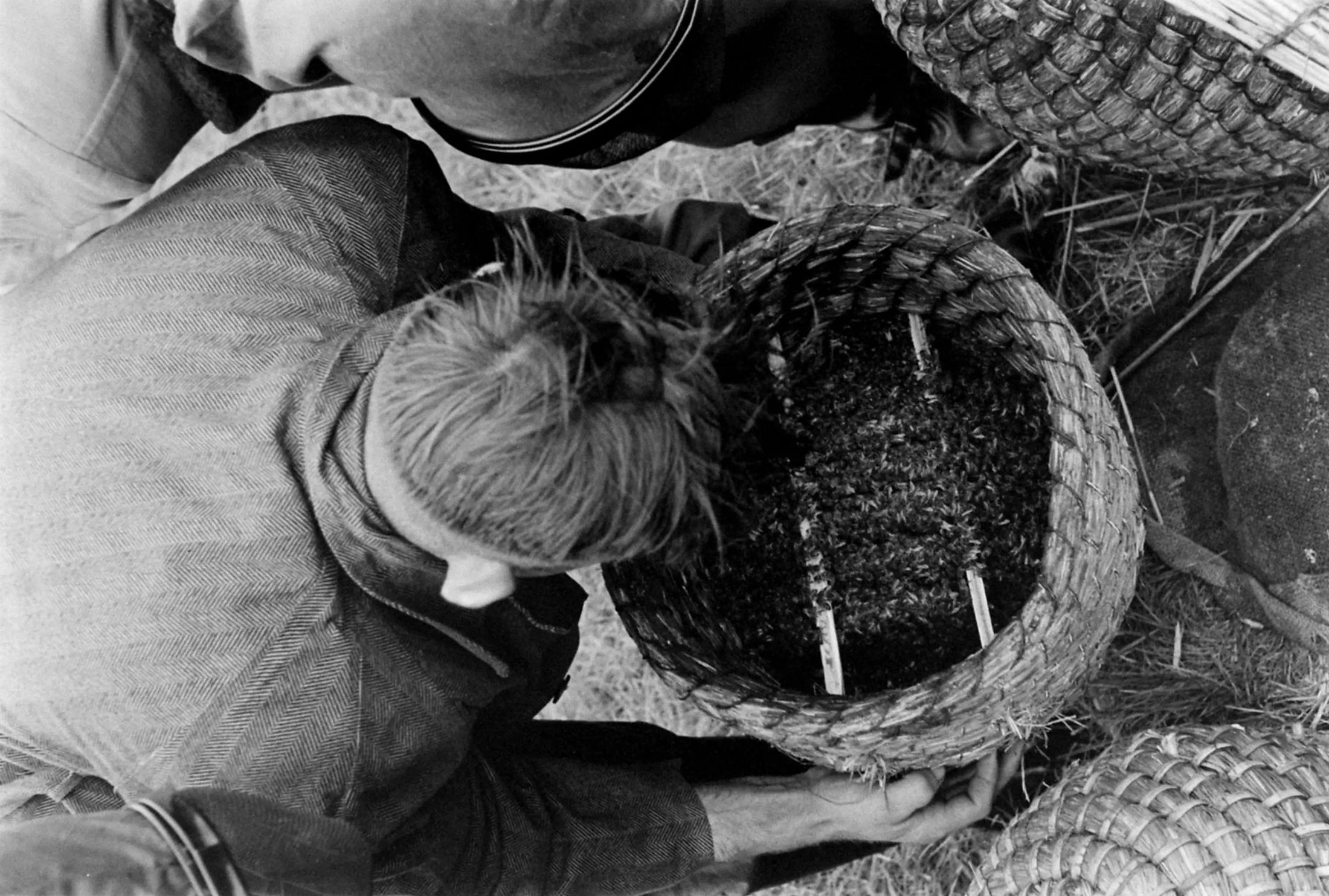 Seen from above, a beekeeper bent right over an open straw skep, hands on the rim, reading the comb