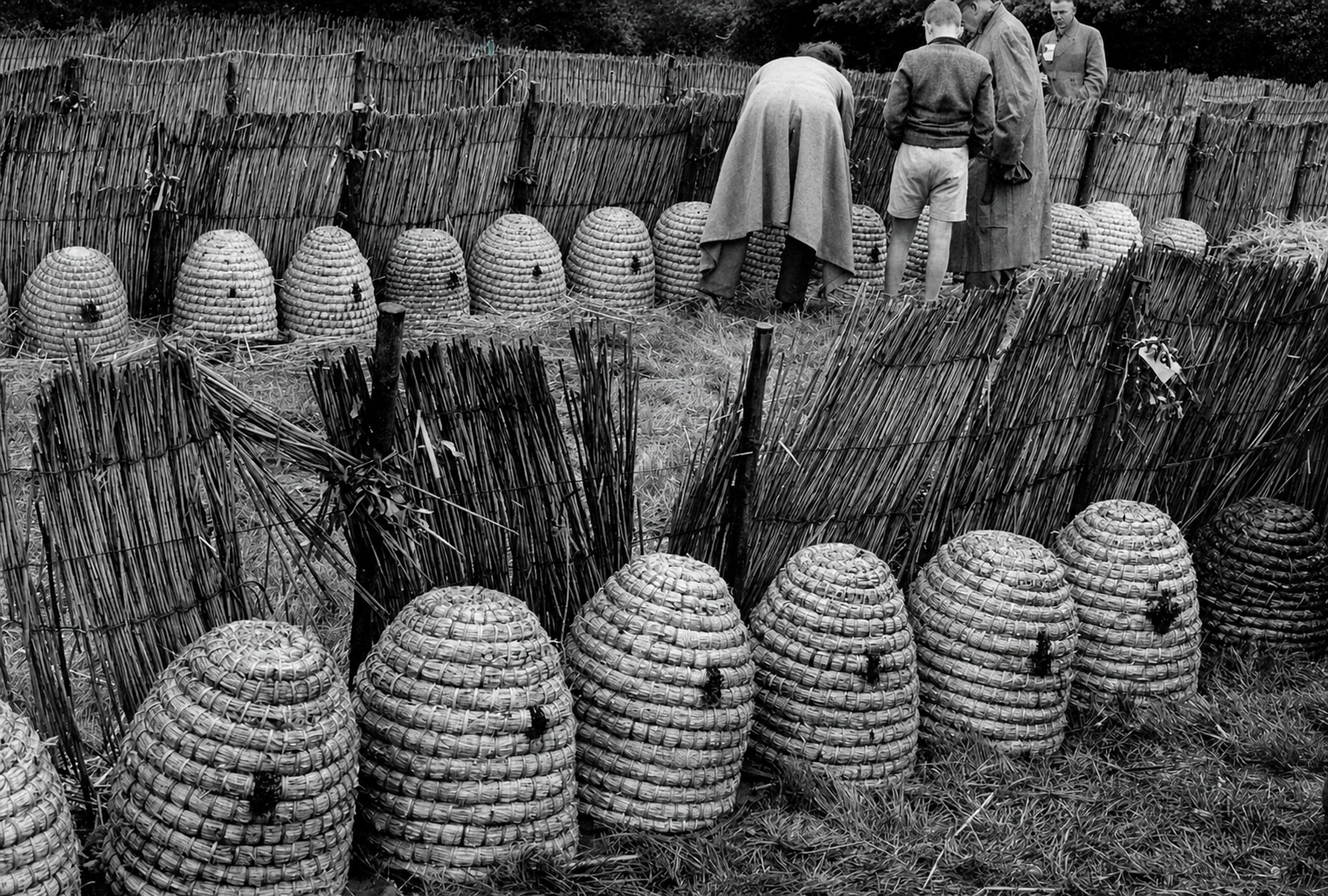 Rows of straw skeps standing in reed-fenced pens, visitors leaning over the fence behind them