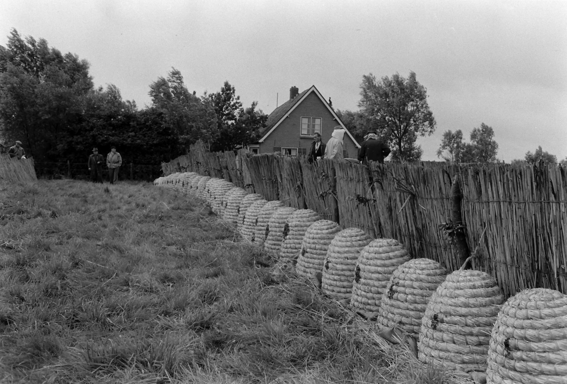 A long curving row of straw skeps standing tight against a reed fence, beekeepers looking on from the top of the bank
